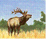 Moose